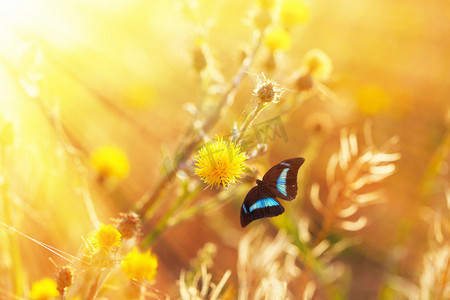 鄉間摄影照片_美丽的蝴蝶在花上