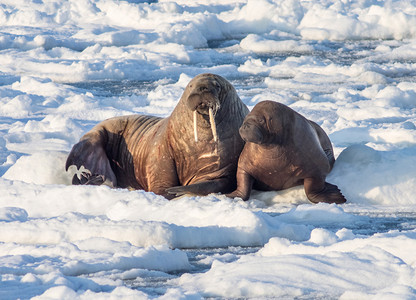 冰雪摄影照片_对夫妇的海象在冰雪北极、 斯匹次卑尔根