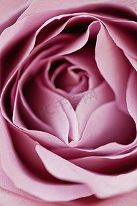 优雅粉色摄影照片_婚礼花束、 粉色牡丹、 兰花和戴维 · 奥斯汀罗斯