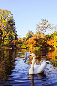 秋摄影照片_湖上的一对白天鹅