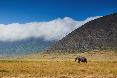 大的雄性大象走在大草原