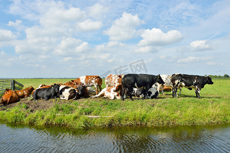 风景摄影照片_户外牛在草地上