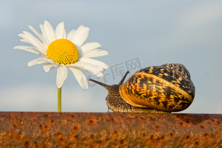 蜗牛壳摄影照片_关于铁路和花蜗牛