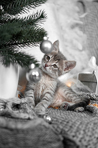可爱的灰色小猫玩圣诞玩具圣诞树