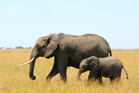 非洲大象妈妈和宝宝
