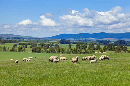 粉皮炖羊肉摄影照片_放牧绵羊