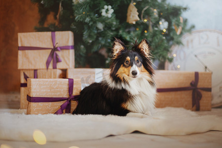 可爱的小狗装饰摄影照片_设得兰牧羊犬 (谢蒂)。狗在新年的内部。圣诞节, 节日, 花环, 格子, 圣诞树