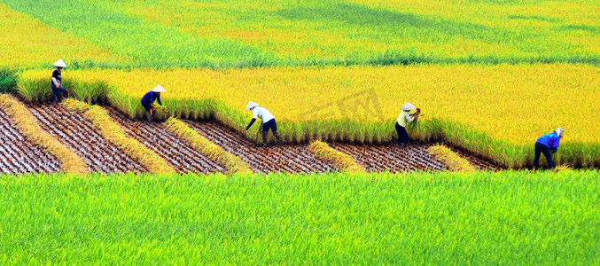 农业秋收农民收割水稻