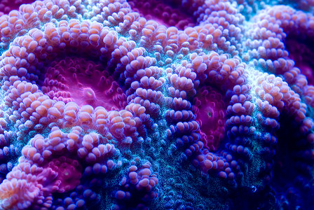 海底鱼背景摄影照片_脑珊瑚