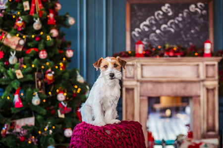杰克 · 鲁塞尔犬在圣诞装饰的内部，假日的概念   