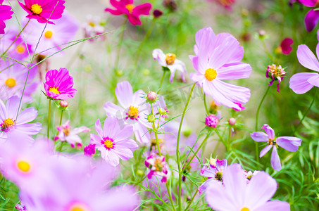 很有力量摄影照片_可爱的粉色波斯菊花卉