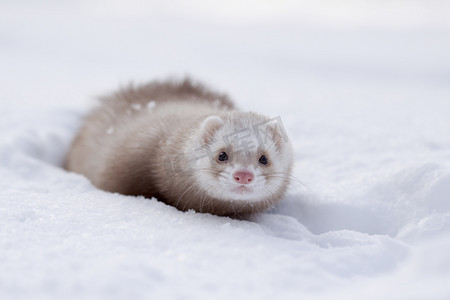 雪貂