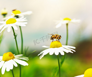 妈妈陪宝宝摄影照片_上洋甘菊花蜂蜜蜂