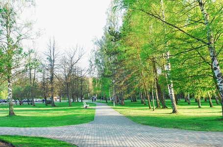尤文图斯队标摄影照片_拉脱维亚文茨皮尔斯朱尔马拉斯公园的绿树