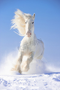 马赛克格字摄影照片_白马种马运行驰骋在前台焦点