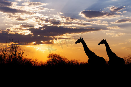 日落和长颈鹿在非洲的剪影