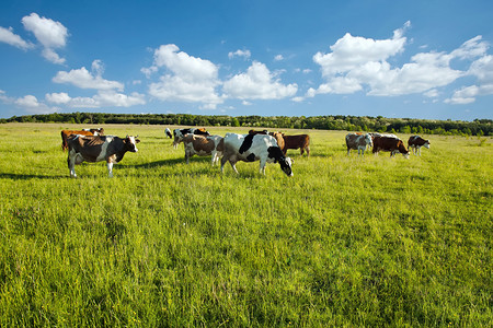 奶牛在绿色草地上吃草