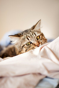 猫放宽，在一张床上的梦