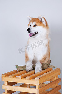 akta inu 狗在木盒上