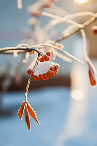 雪摄影照片_霜花楸浆果