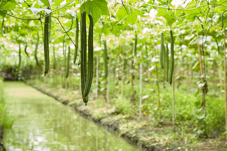 竹子传统摄影照片_种植竹框、角丝瓜的蔬菜