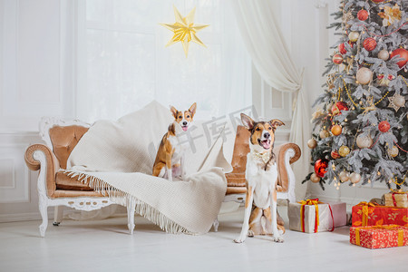寒假招生摄影照片_圣诞节背景上的狗。新年礼物。圣诞树。寒假
