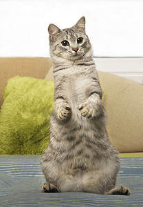 斗罗大陆背景摄影照片_年轻的好奇猫站在沙发可爱搞笑猫咪关闭起来，家猫，逗猫在国内背景，猫站，站在两条腿站立的猫，猫猫只好奇的猫
