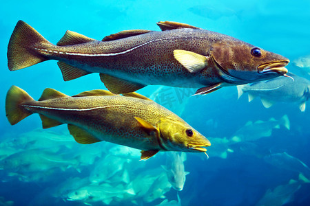 鳕鱼鱼游泳水下，在奥勒松，挪威水族馆.