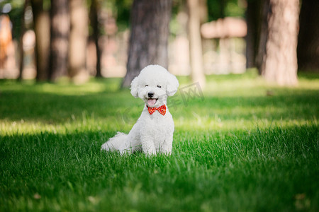 现代建筑摄影照片_比犬狗近画像