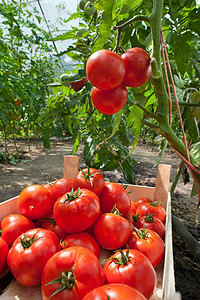 西红柿番茄摄影照片_采摘西红柿