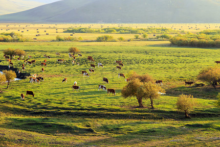地平线背景摄影照片_内蒙古大草原天然牧场