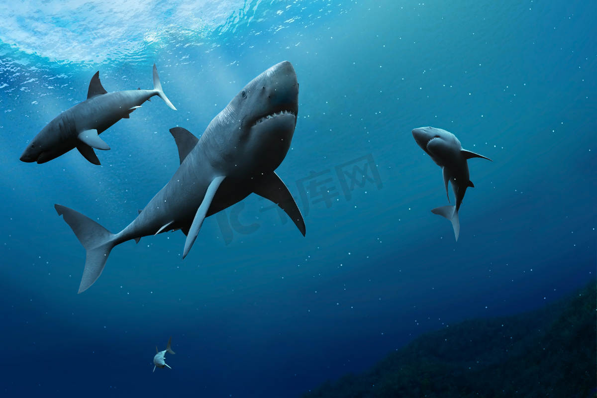 高清晰海洋生物-鲨鱼-海豚-欧莱凯设计网
