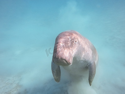 儒艮 dugon。海中之牛.