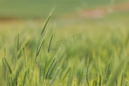 african摄影照片_Young green wheat growing