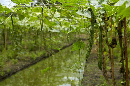风景框摄影照片_种植竹框、角丝瓜的蔬菜
