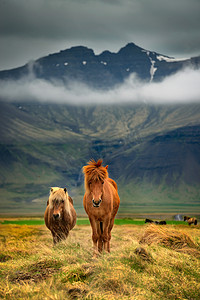 Two icelandic horses 