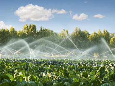 衣服泡在水里摄影照片_菜园里的灌溉系统