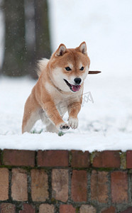 雪摄影照片_狗在雪中跳跃