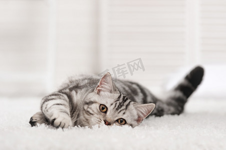 白地毯上的禁忌猫