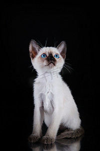白色神圣背景摄影照片_缅甸的小猫。在黑色背景上的肖像