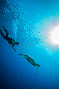 潜水员和绿海龟在 Derawan，加里曼丹，印度尼西亚水下照片