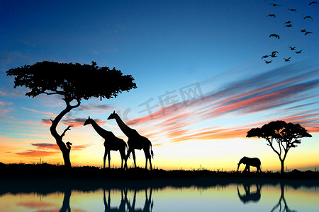 动物园剪影摄影照片_在非洲的野生动物园。野生动物反射在水中的剪影