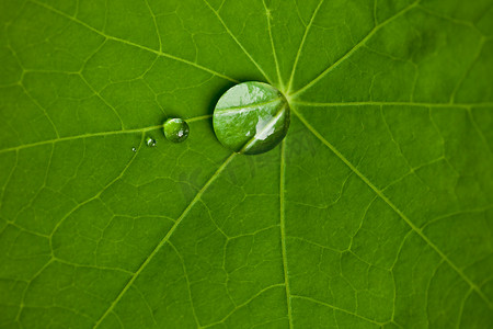 雨效果摄影照片_用水荷叶滴眼液效果绿色