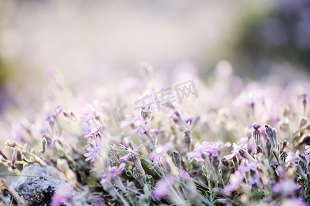 田园装饰摄影照片_令人惊叹日出的野生花卉的字段