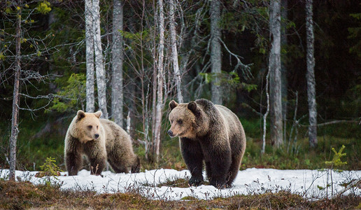 雪摄影照片_Wild Juvenile Brown Bears