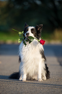 生日对联摄影照片_七夕边境牧羊犬在室外嘴里衔着红玫瑰花