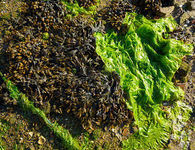 西班牙加利西亚拉科鲁尼亚的海藻海藻