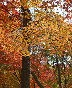 秋天的树叶，在日本枫树秋天的颜色