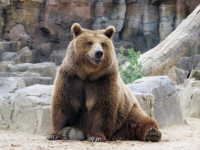 看着我们微笑着棕色的熊