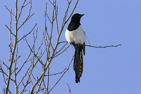 鸟在树上摄影照片_黑嘴喜鹊坐在树上 (异食癖)